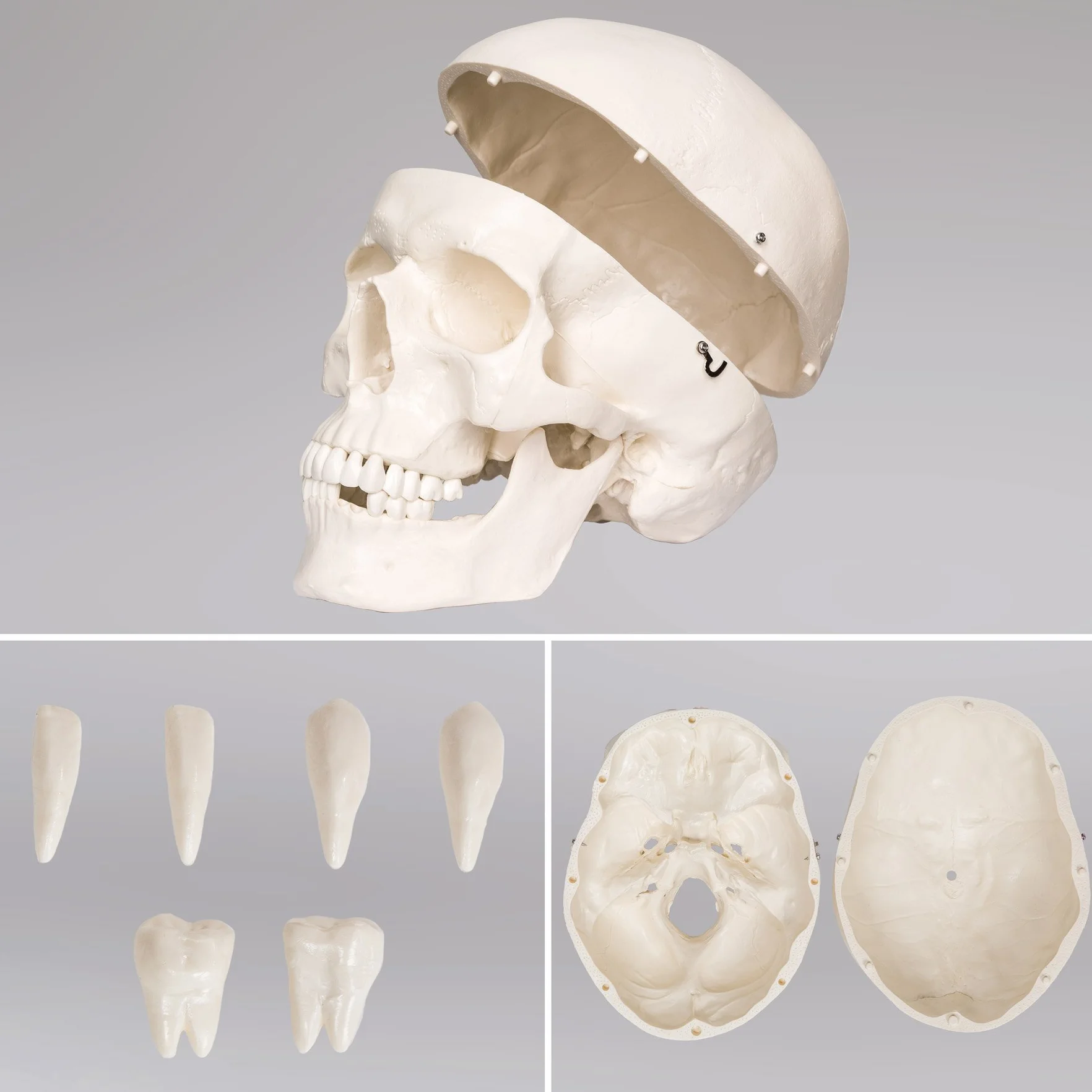 tectake® Esqueleto Humano Modelo Anatómico Tamaño Real, Cuerpo Humano, Fines Didácticos, Incluye Póster, Cráneo con Apertura Fácil, Extremidades Desmontables, Alta Calidad