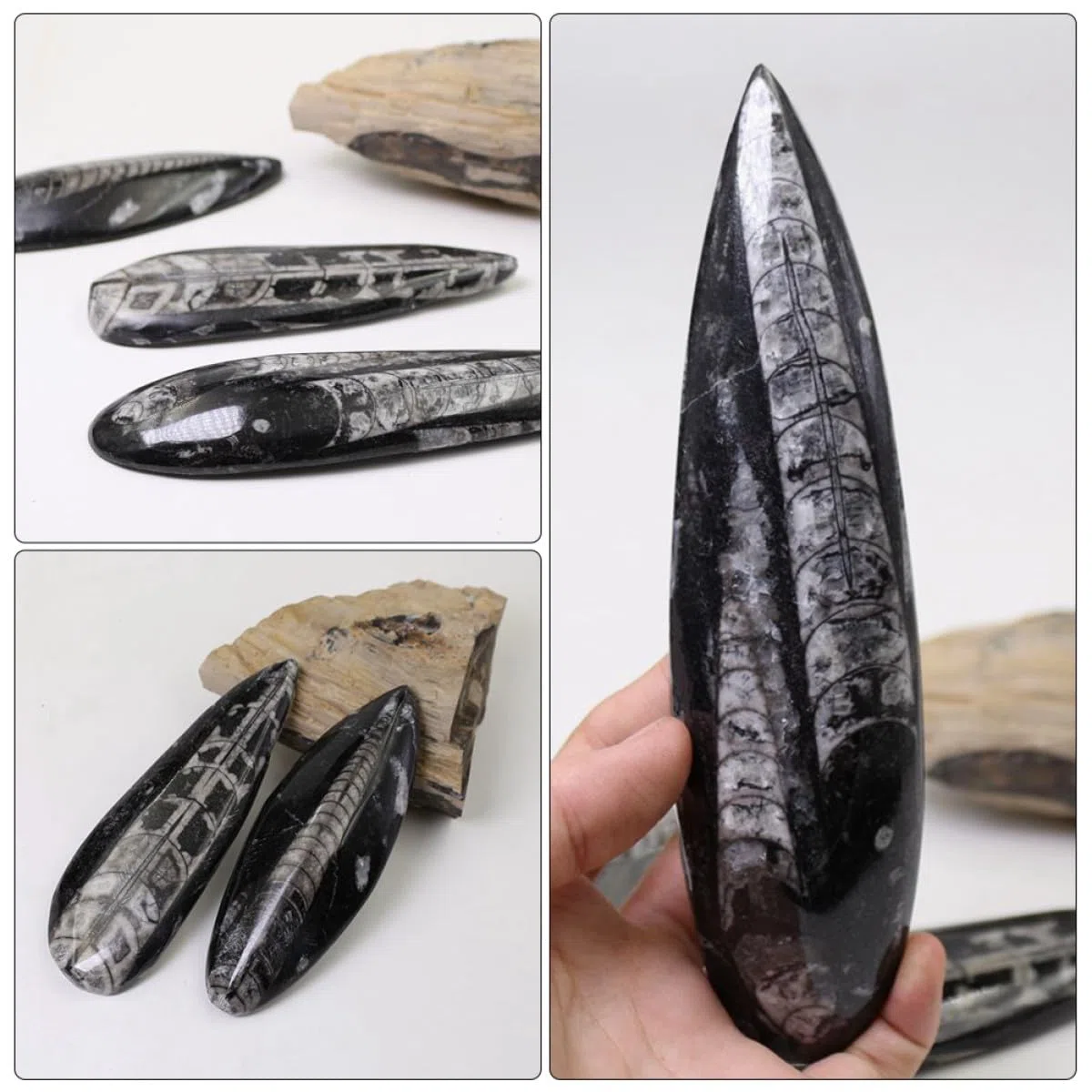 Veemoon Orthoceras Fósil Paleontológico Grande 1 Pieza Modelo Natural Decoración Educativa para Laboratorio Ciencia y Enseñanza Fósiles Minerales Océano Paleo