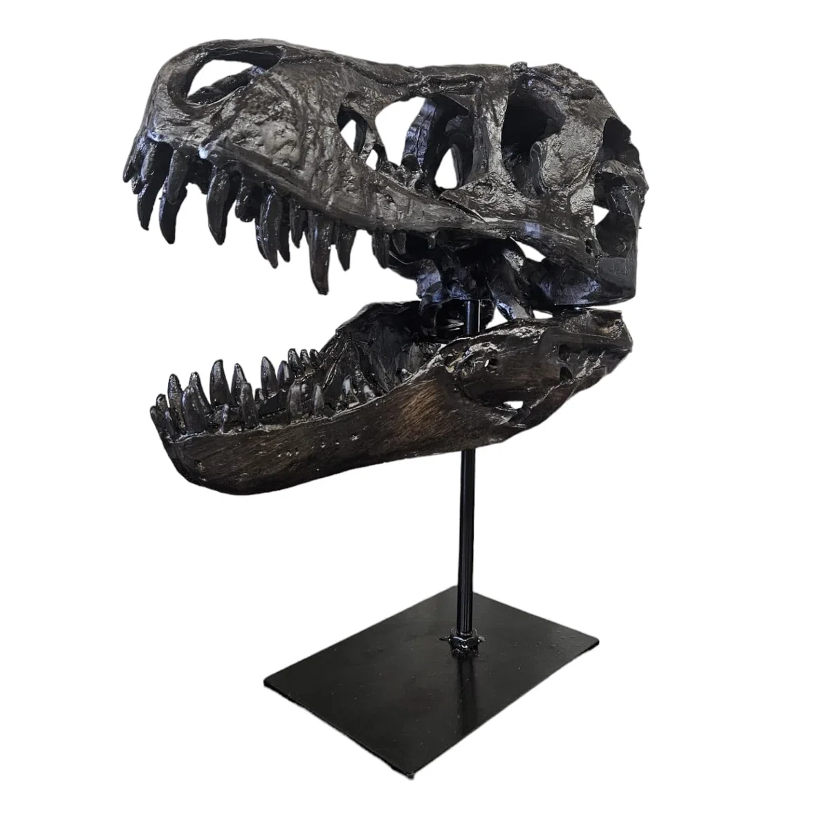 T-Rex Cráneo XXL sobre soporte de metal - Réplica - Tyrannosaurus Rex - Dinosaurio - Fósil - Decoración de lujo - 30x25 cm