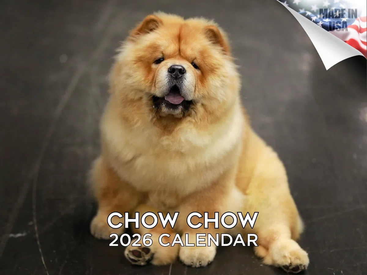 Calendario 2024 2025 Chow Chow – Calendario mensual de pared de raza de perro – 12 x 18 pulgadas abierto – Papel grueso que no se corre – Regalo – Calendario académico para profesores, organización y
