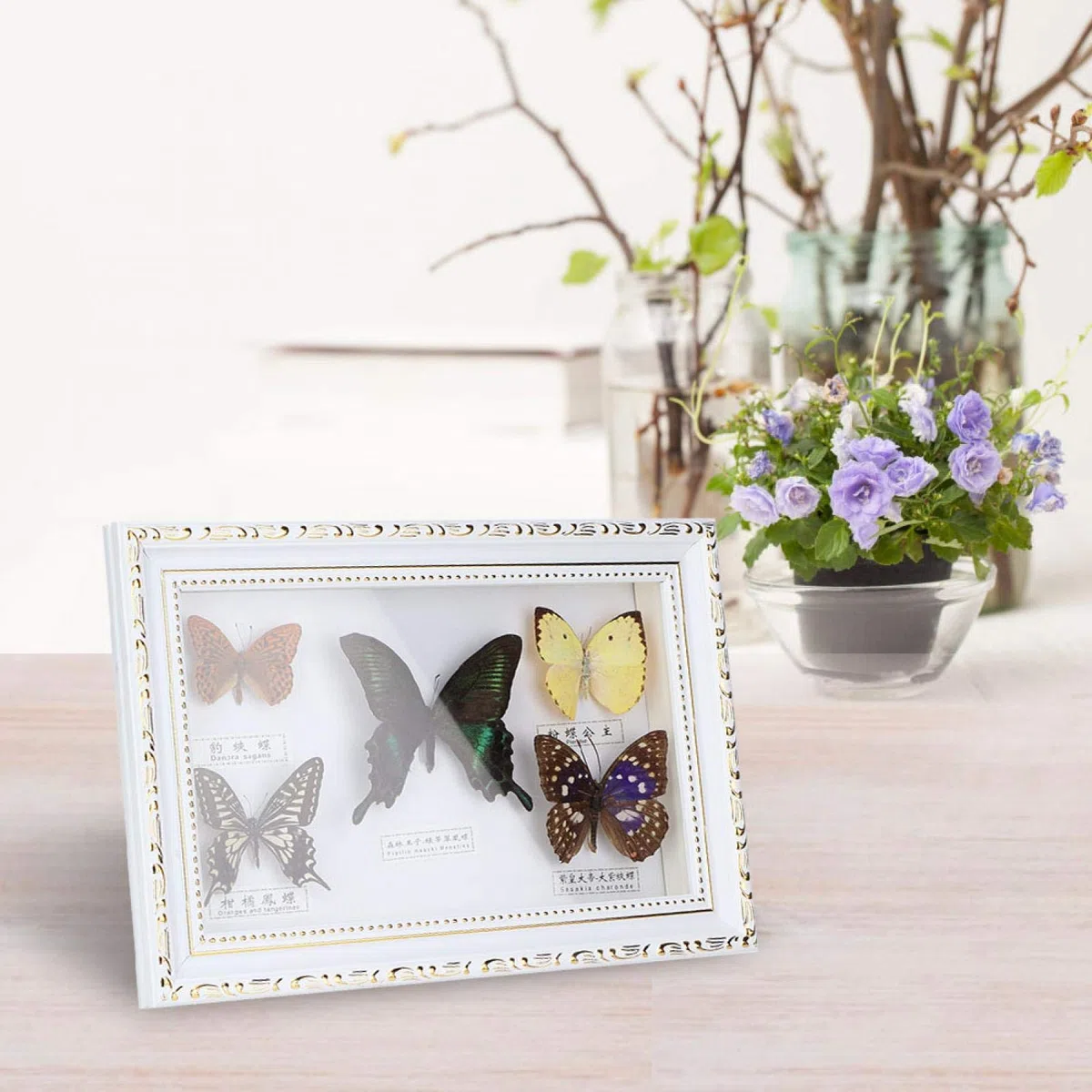 Espécimen de Mariposas, especímenes de Mariposas Reales, espécimen de Insectos, 5 Mariposas para colegas Amigos(White Box)