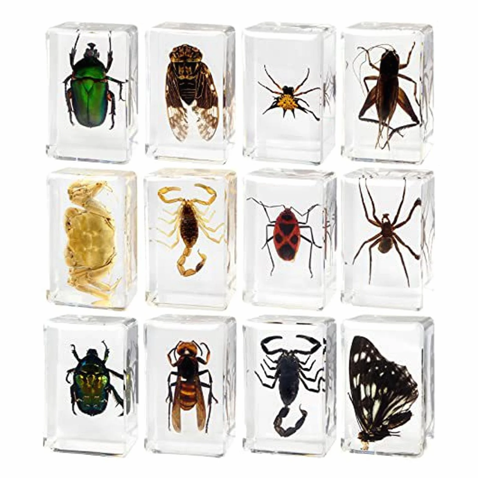 12 Uds. De Especímenes De Insectos Reales, Resina Transparente, Ciencia, Educación, Aula, Muestra De Insectos, Adorno De Mesa