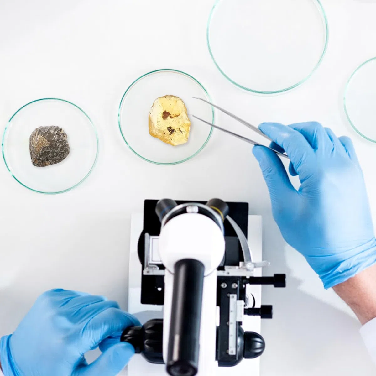 VILLCASE 10 Piezas Especímenes Fósiles Biológicos Decoración De Modelo Enseñando Juguete De Paleontología Para Niños. Equipo Kit De Ciencia Pecera Alumno De