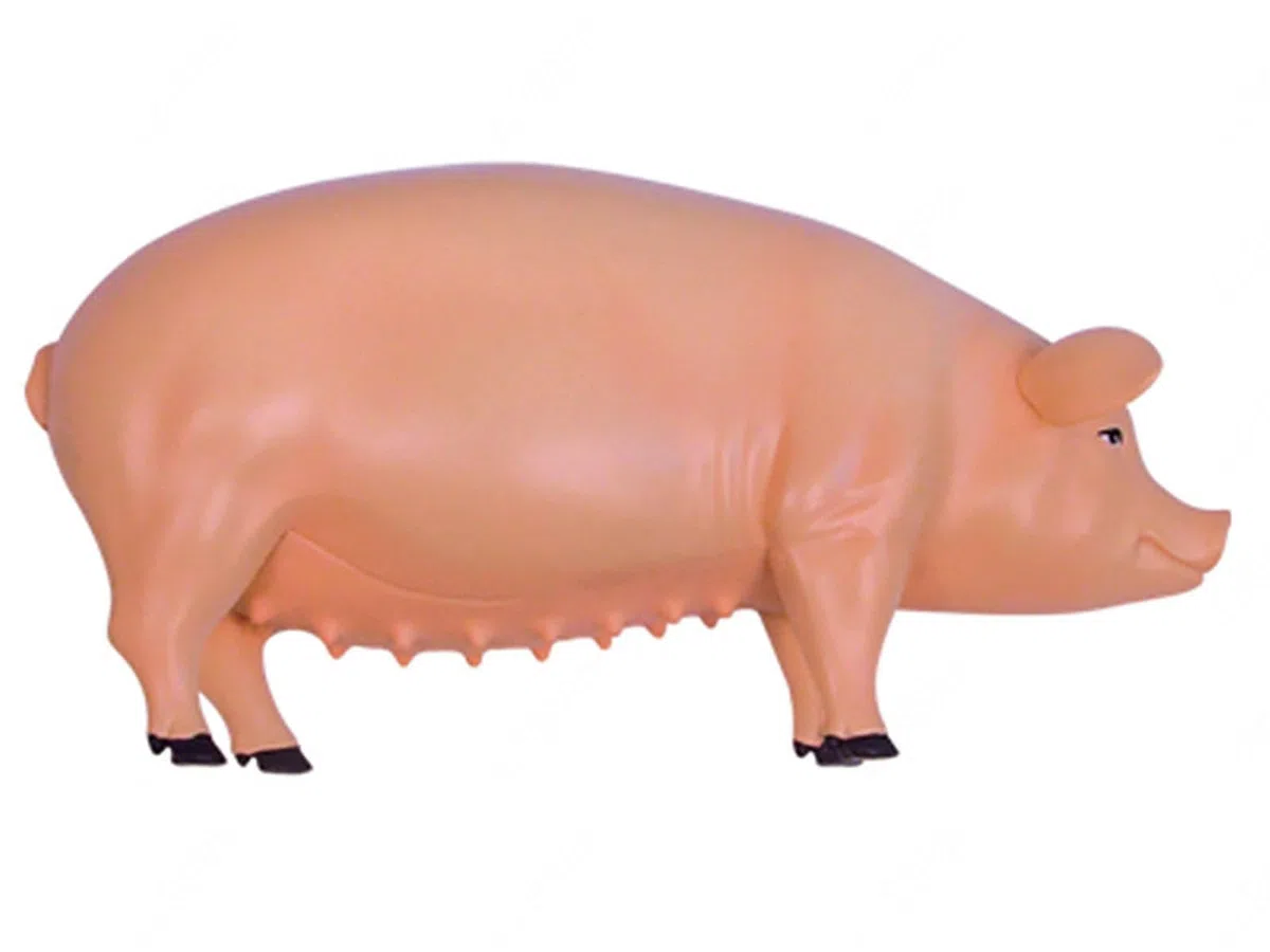 4D De Anatomía Porcina - Espécimen De Biología Desmontable para Formación Veterinaria Y Demostración Didáctica En Clínicas Y Escuelas De Animales De Compañía
