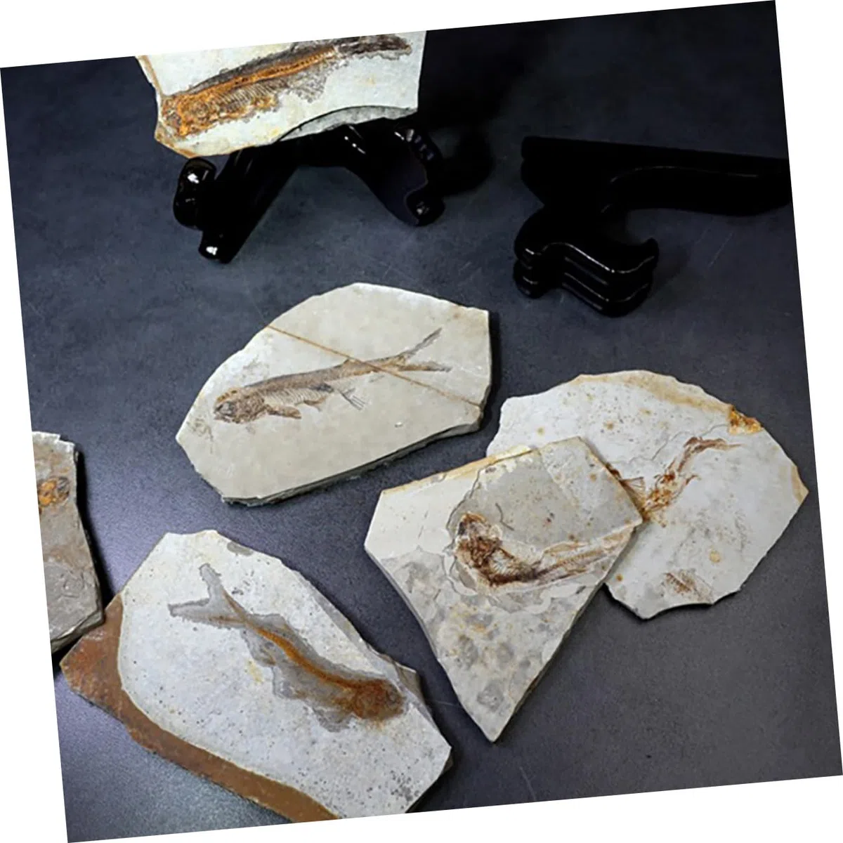 Muestra de Fósil 1 Pieza de Resina para Escritorio 7-15cm | Laboratorio y Colección de Material, Varios Estilos, para Estudiantes Estilo Aleatorio