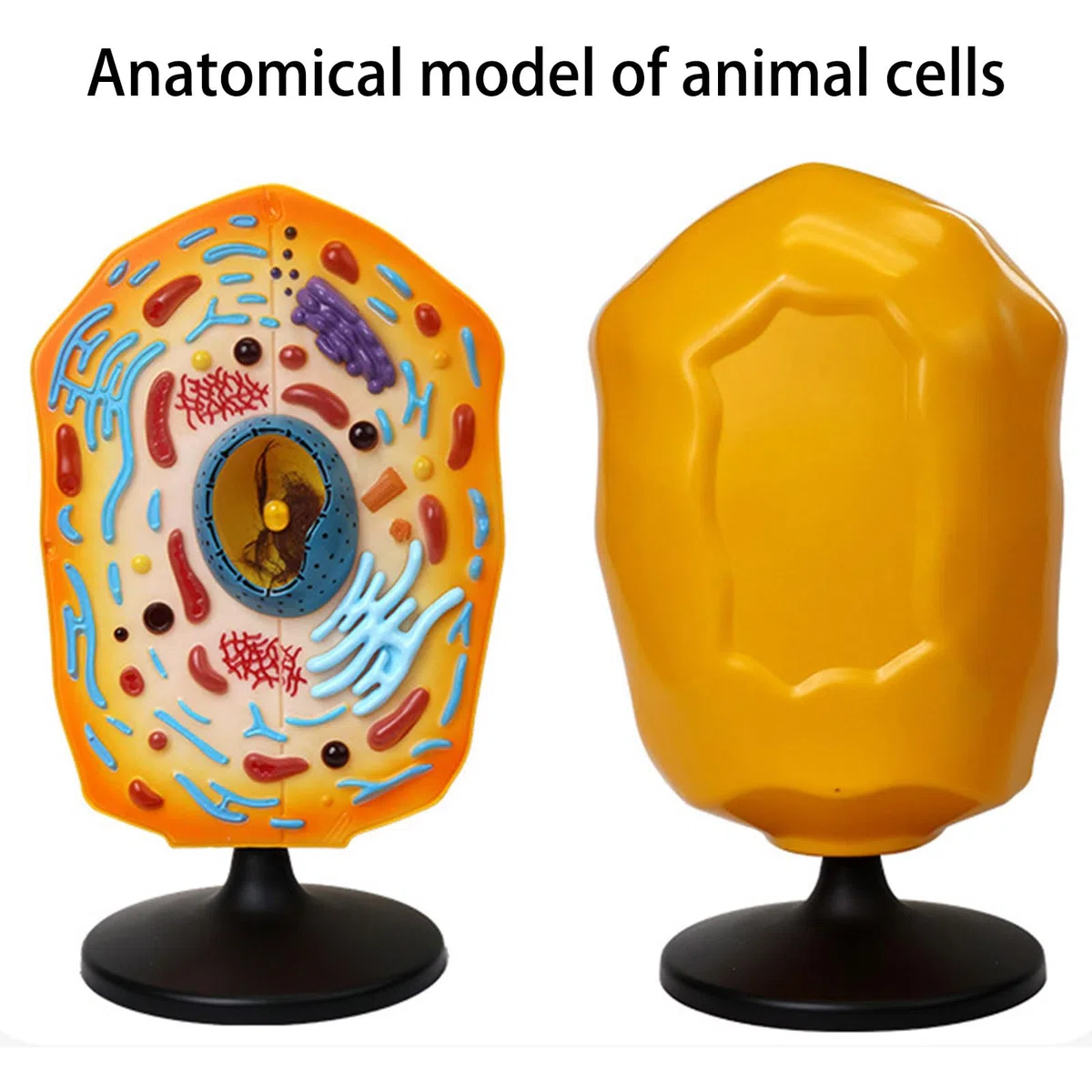 Modelo anatómico de células animales con piezas extraíbles, herramienta de demostración de biología para laboratorios de ciencias, modelo de enseñanza de células animales