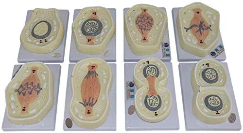 Meiosis móvil 8 Modelo, la Fase del Departamento de Biología Celular de la enseñanza de la anatomía Equipo Médico