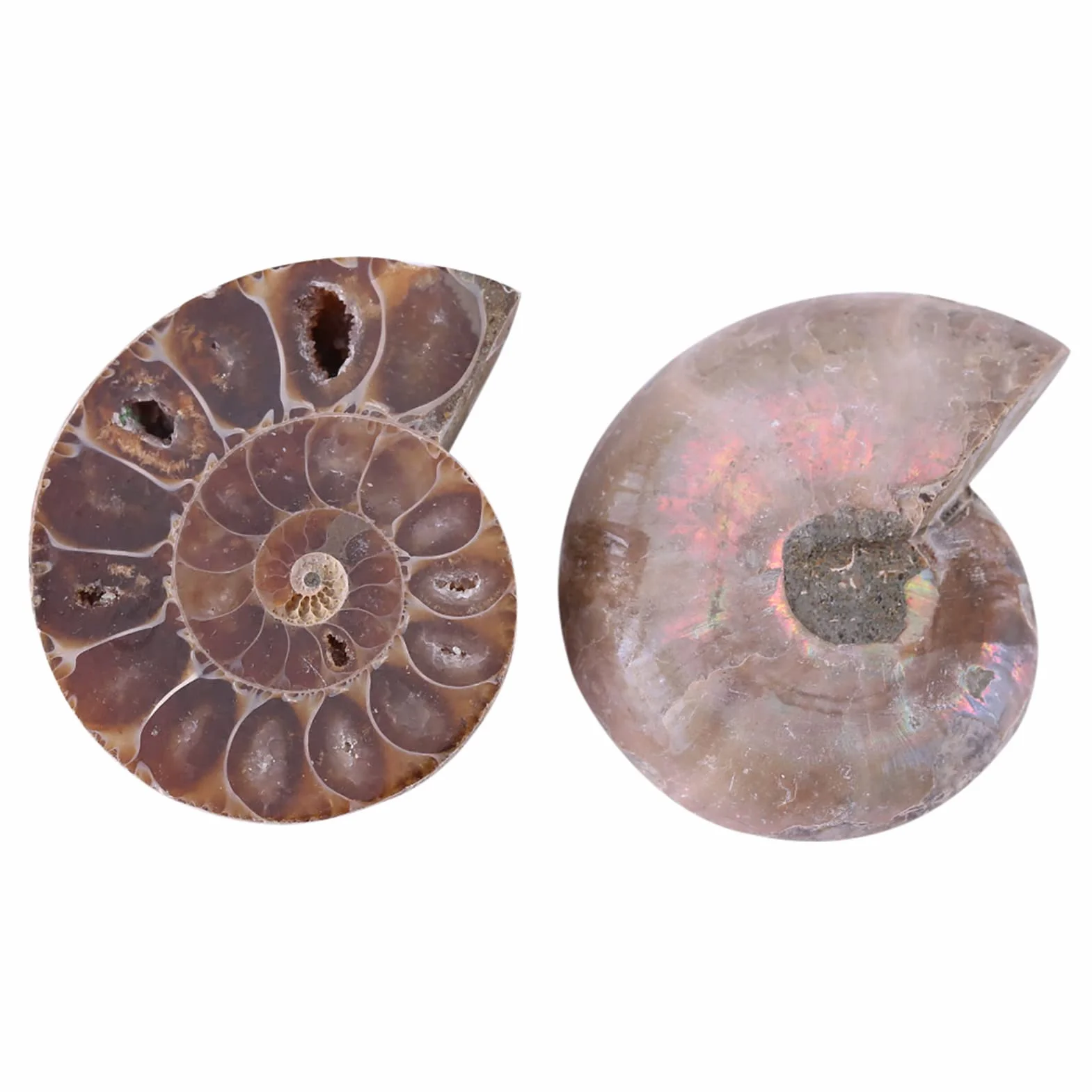 2 X Espécimen Fósil de Amonita, Concha de Espécimen Fósil de Amonita Natural Madagascar(4cm/1.57inch)