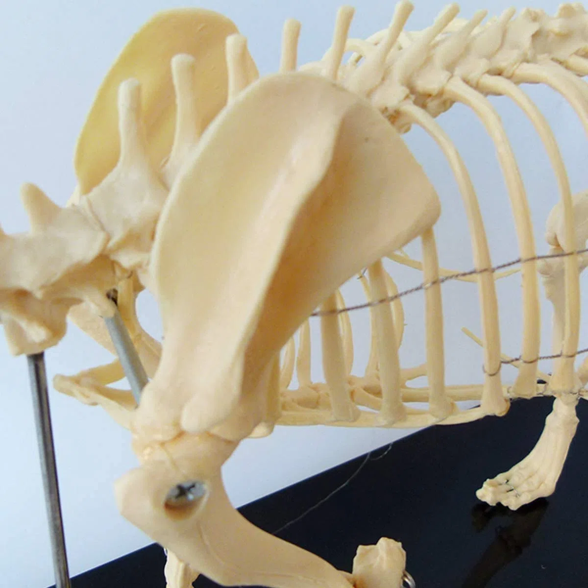 Modelo del esqueleto del perro con soporte de plástico - Herramienta de demostración de anatomía animal para enseñanza veterinaria