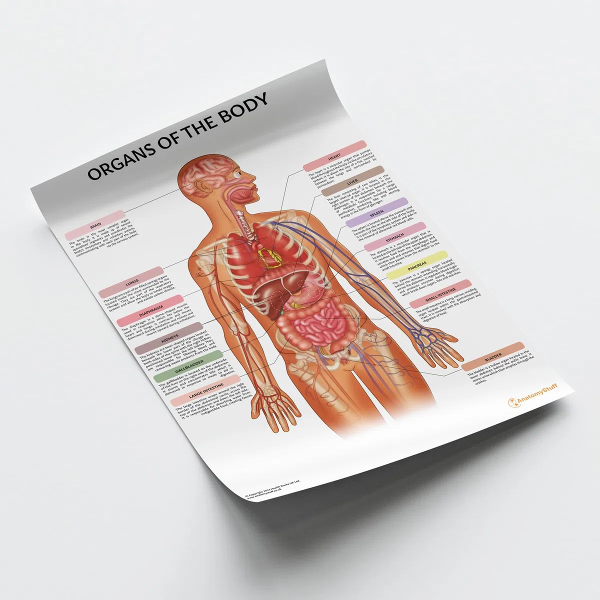 Póster/Gráfico de los Órganos del Cuerpo de AnatomyStuff 45x60cm, 18 x 24 pulgadas, Anatomía Humana, Diagrama de Órganos Internos, Póster de Anatomía Médica