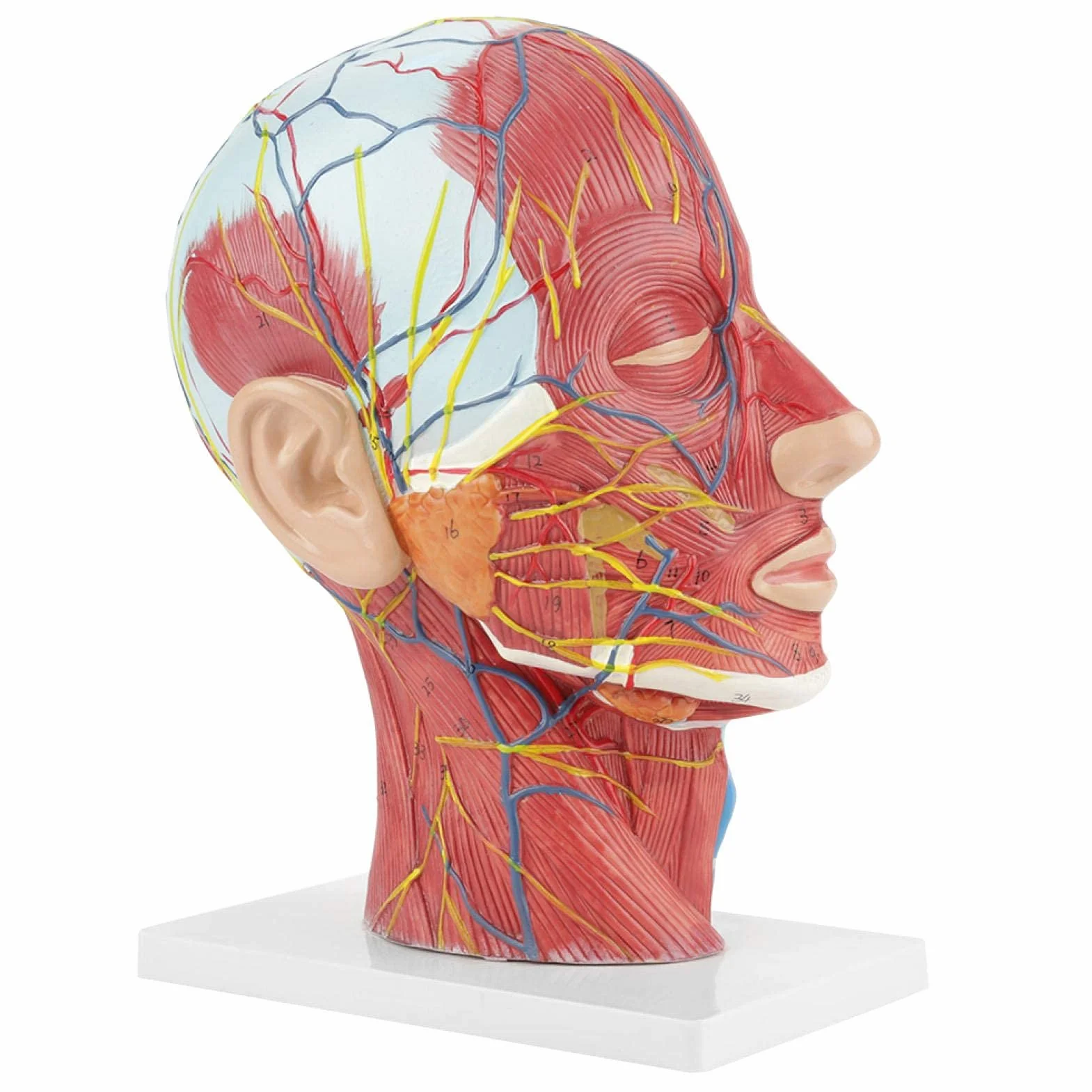 Modelo de cabeza anatómica Aramox, cabeza de tamaño real, cerebro, cuello, sección media, modelo de estudio, herramienta de enseñanza médica anatómica