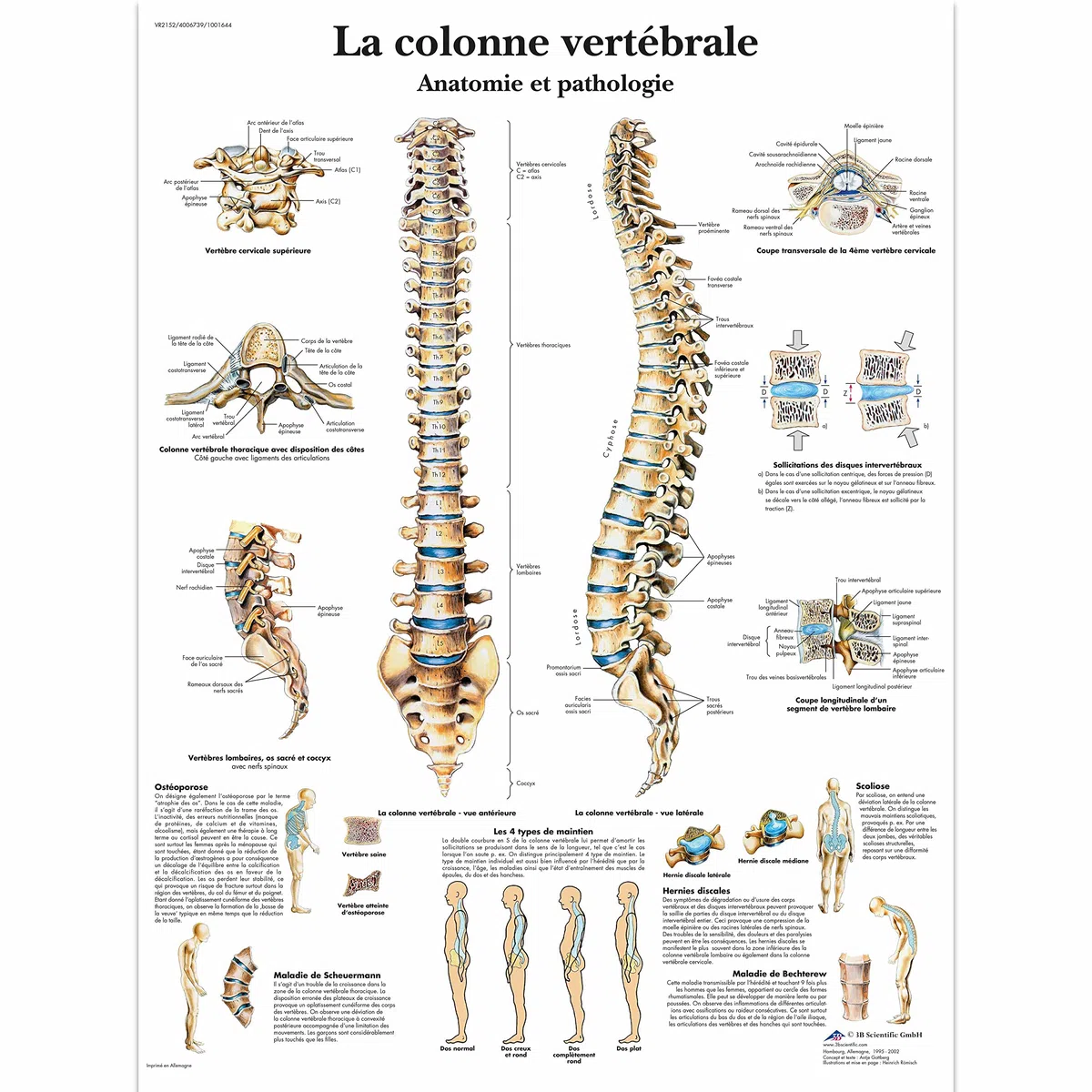 3B Scientific – Laminado Columna Vertebral Humana Cartel – Anatomía & Patología – Póster Protegido contra UV y Polvo para Estudio, Enseñanza y Clínicas
