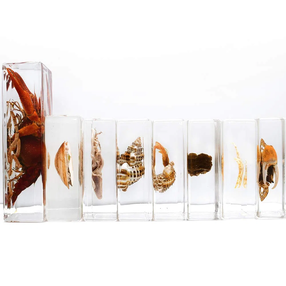 Juego de 8 Piezas Juego de Especímenes de Animales Marinos Taxidermia Pisapapeles Muestras de aula de Ciencia Colección de Resina Juguetes de Ciencia