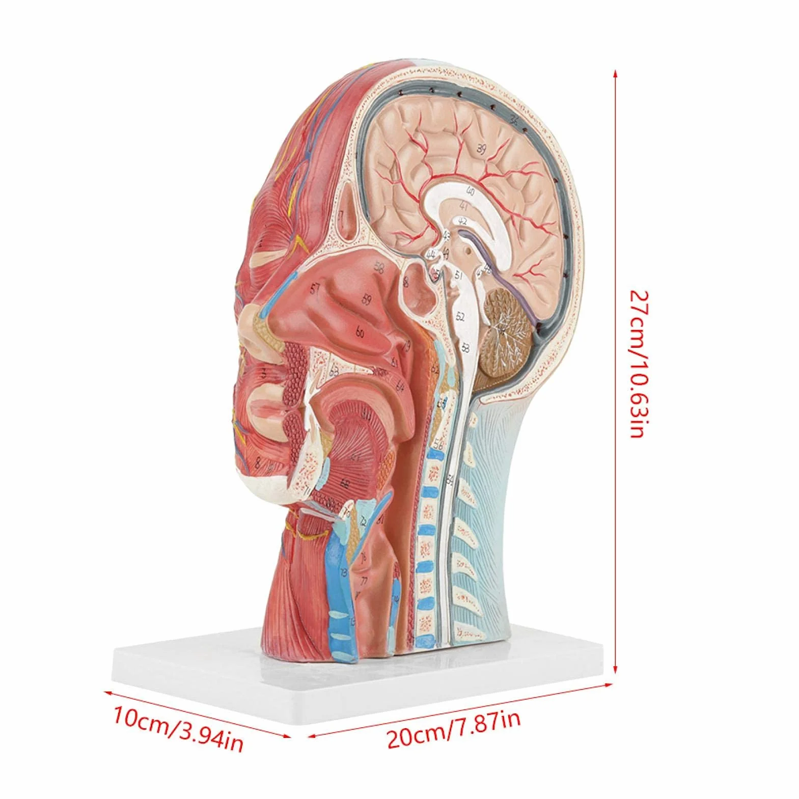 Modelo de cabeza anatómica Aramox, cabeza de tamaño real, cerebro, cuello, sección media, modelo de estudio, herramienta de enseñanza médica anatómica
