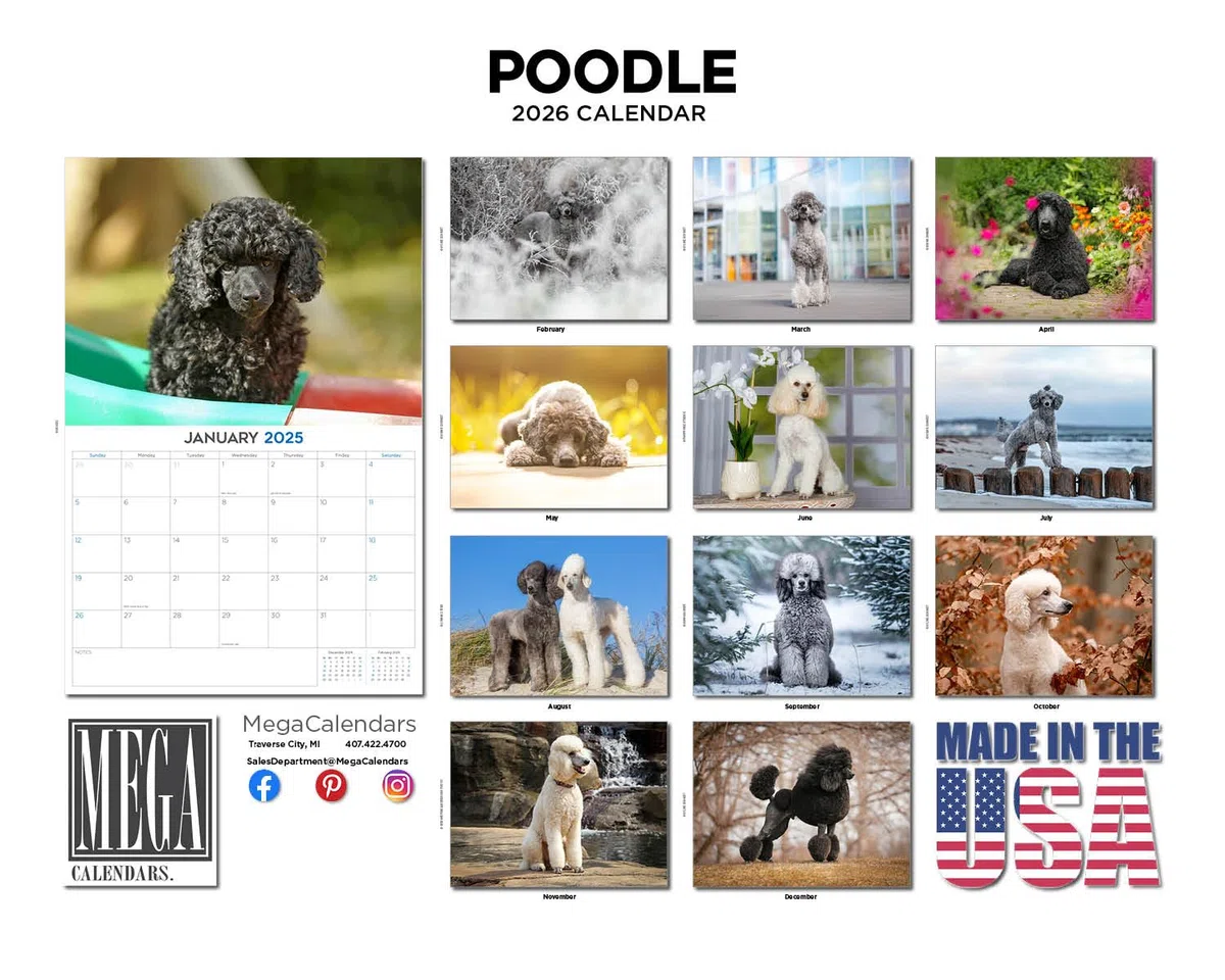 Calendario de caniche 2024 2025 – Calendario mensual de pared de raza de perro – 12 x 18 pulgadas abierto – Papel grueso que no se corre – Regalo – Calendario académico para profesores organizando y