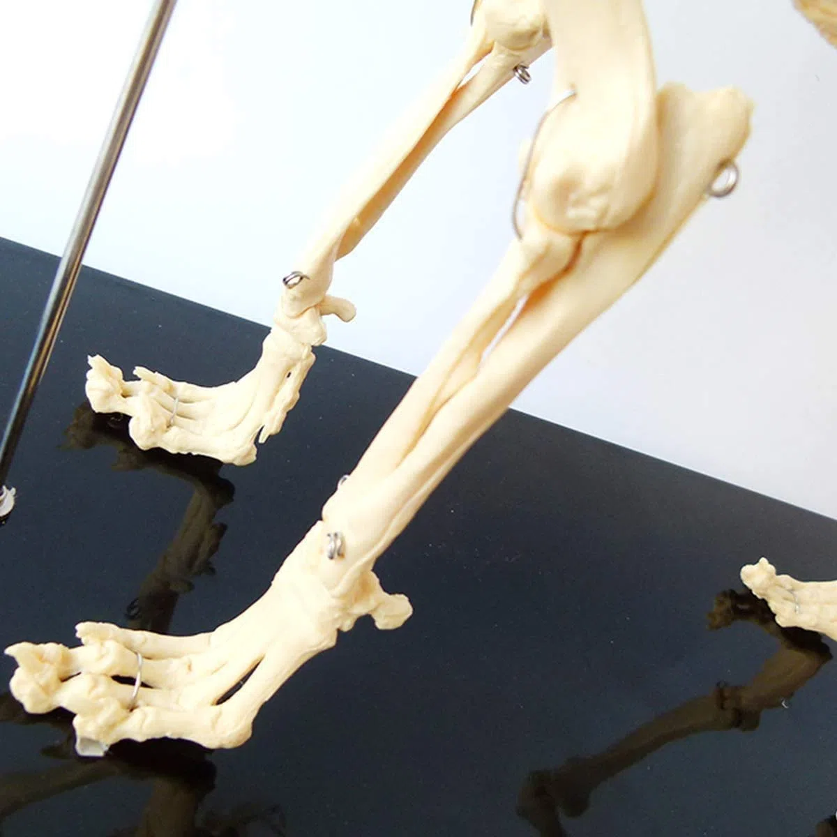 Modelo del esqueleto del perro con soporte de plástico - Herramienta de demostración de anatomía animal para enseñanza veterinaria