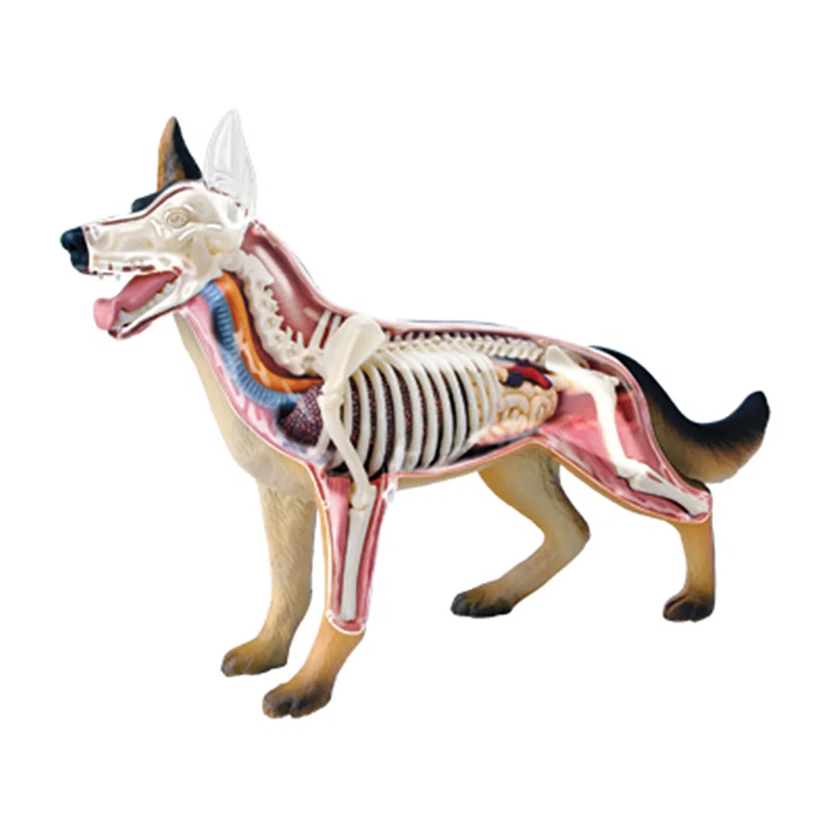 4D Anatomía del Perro Modelo, Esqueleto Canino Desmontable 29 Partes para Enseñanza