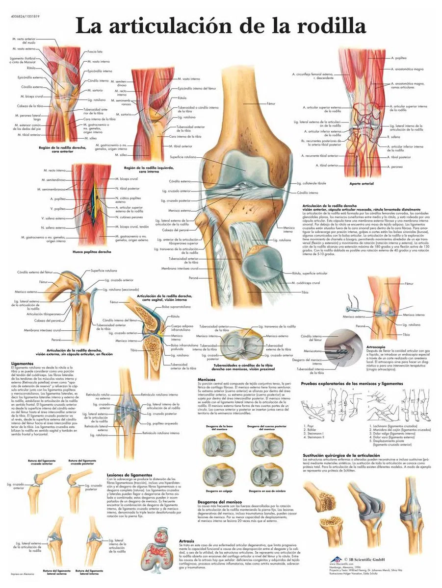 3B Scientific VR3174L Póster Anatómico, la Articulación de la Rodilla