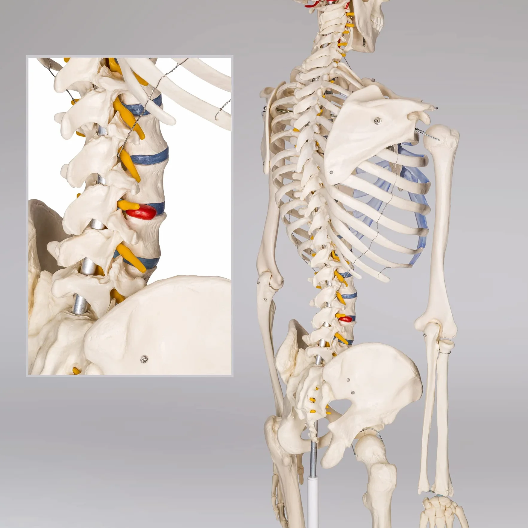 tectake® Esqueleto Humano Modelo Anatómico Tamaño Real, Cuerpo Humano, Fines Didácticos, Incluye Póster, Cráneo con Apertura Fácil, Extremidades Desmontables, Alta Calidad