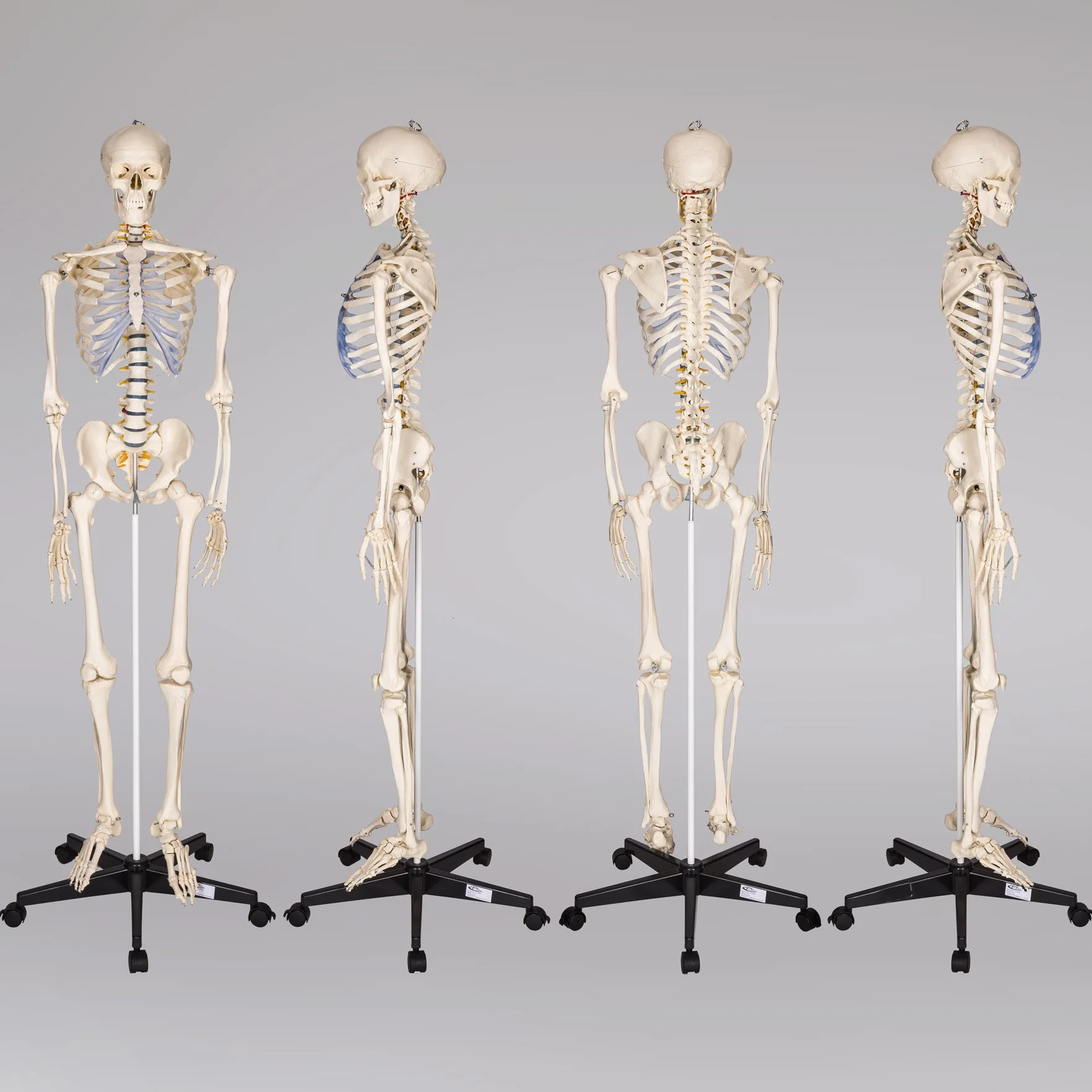 tectake® Esqueleto Humano Modelo Anatómico Tamaño Real, Cuerpo Humano, Fines Didácticos, Incluye Póster, Cráneo con Apertura Fácil, Extremidades Desmontables, Alta Calidad