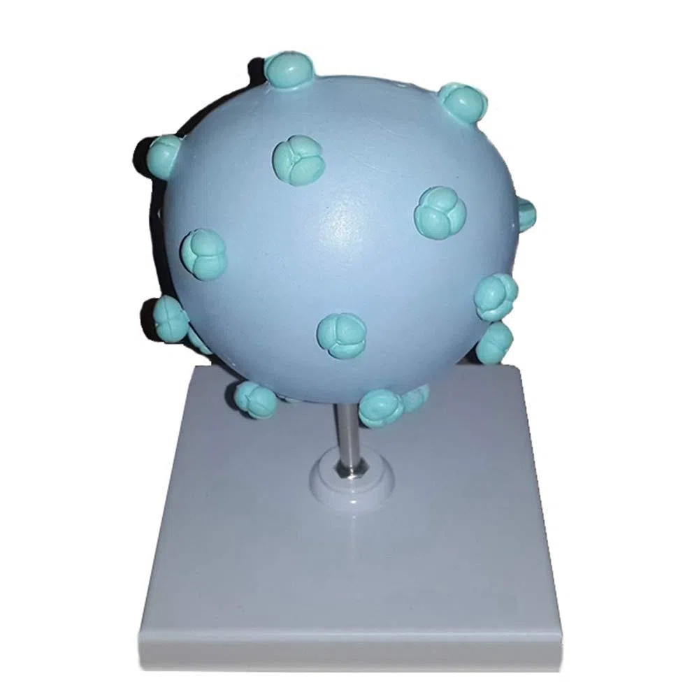 Modelo educativo AIDS-Modelo de virus - Modelo de enseñanza médica anatómica anatómica expandida del virus anatómico - Material de la demostración del modelo del virus humano del material de PVC
