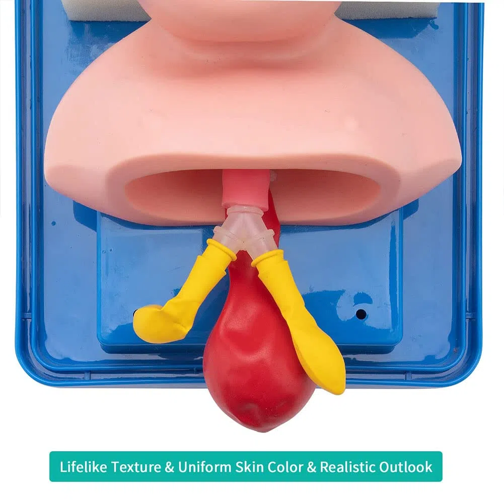 Simulador de entrenamiento de intubación de vías respiratorias infantiles, modelo de enseñanza de PVC para gestión de vías respiratorias, 27 x 20 x 12 cm, ideal para estudios médicos y entrenamiento