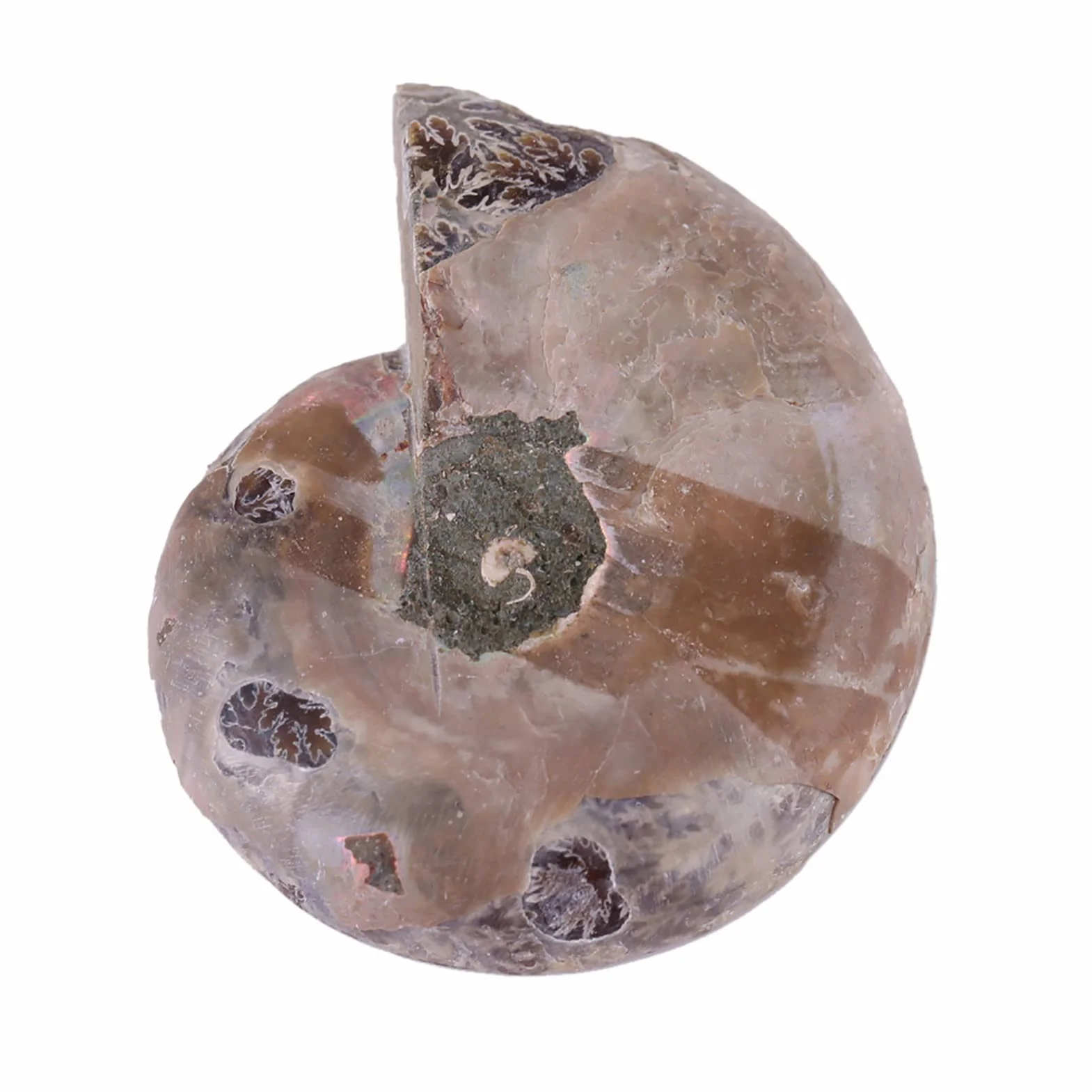 2 X Espécimen Fósil de Amonita, Concha de Espécimen Fósil de Amonita Natural Madagascar(4cm/1.57inch)