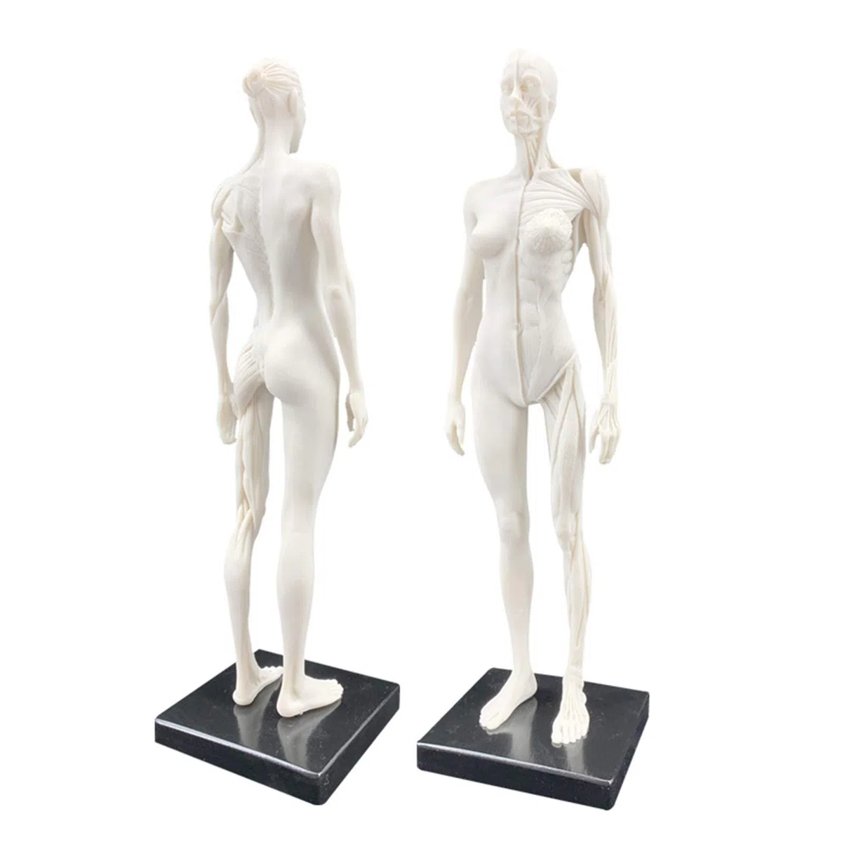 Modelo anatomía Figura anatomía Femenina Modelo Hueso Muscular anatómico Humano Anatomía anatómica Humana Cráneo Arte Boceto Pintura Escultura Modelo para Artista Dibujo Estudio Modelo Esqueleto