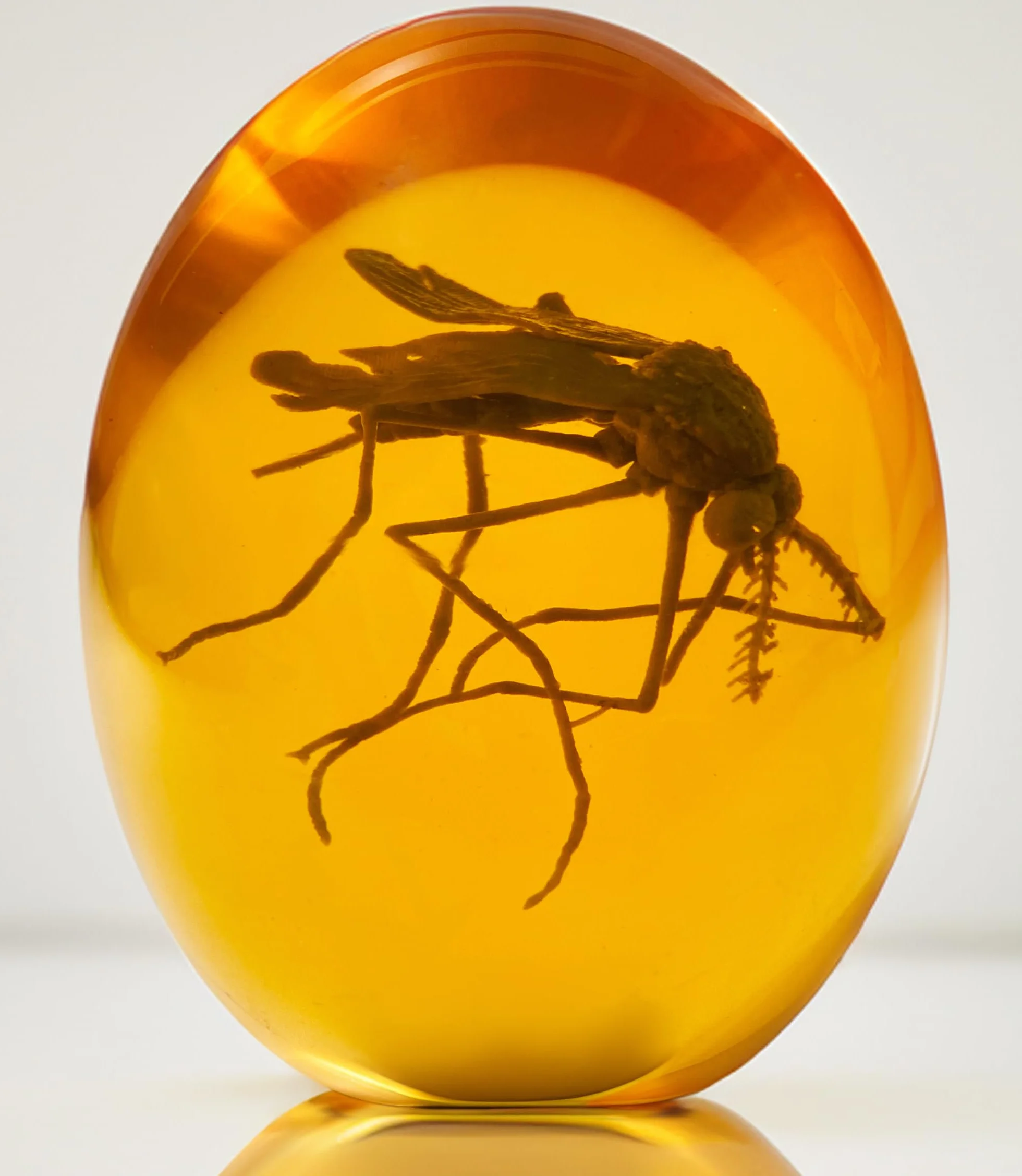 VEOJEIN Mosquito jurásico 3D – Mosquito en ámbar – Jurásico Realista Coleccionable – Pisapapeles de Resina de Fondo Plano – ADN de Dinosaurio