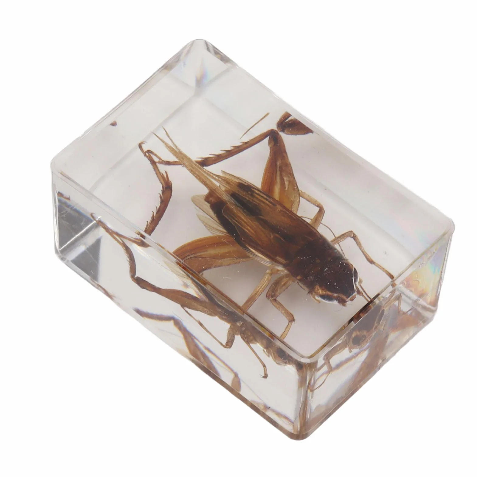 12 Uds. De Especímenes De Insectos Reales, Resina Transparente, Ciencia, Educación, Aula, Muestra De Insectos, Adorno De Mesa