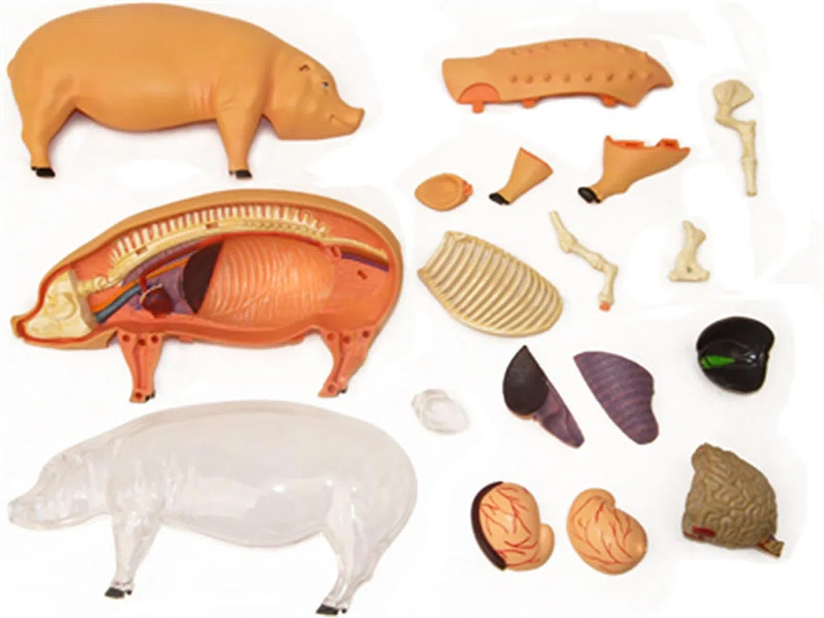 4D De Anatomía Porcina - Espécimen De Biología Desmontable para Formación Veterinaria Y Demostración Didáctica En Clínicas Y Escuelas De Animales De Compañía