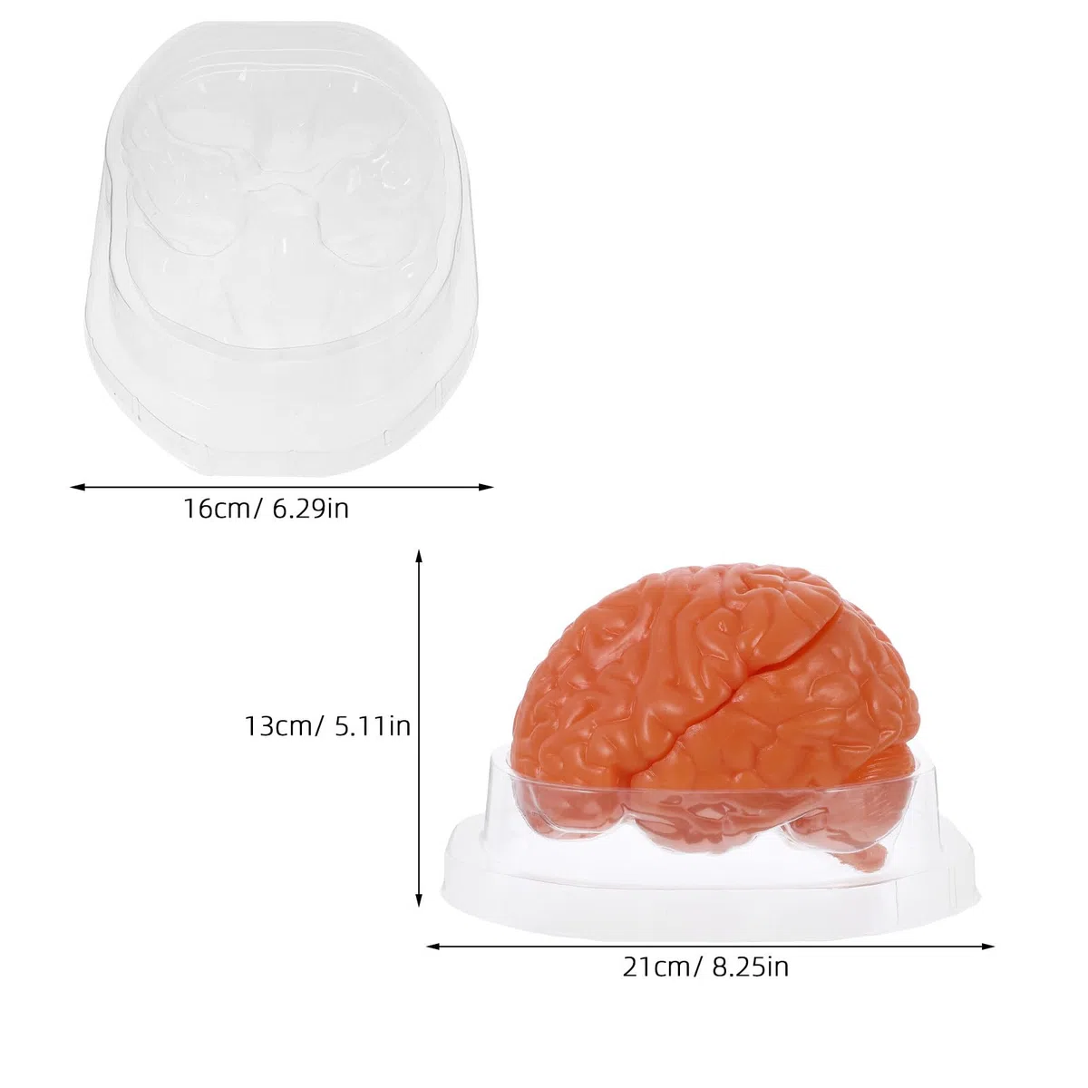 Modelo Anatómico del Cerebro de 3 Partes en Pvc Café | Sección Detallada, Réplica Anatómica Precisa, para Laboratorios de Ciencia y Exposición Educativa en Biología