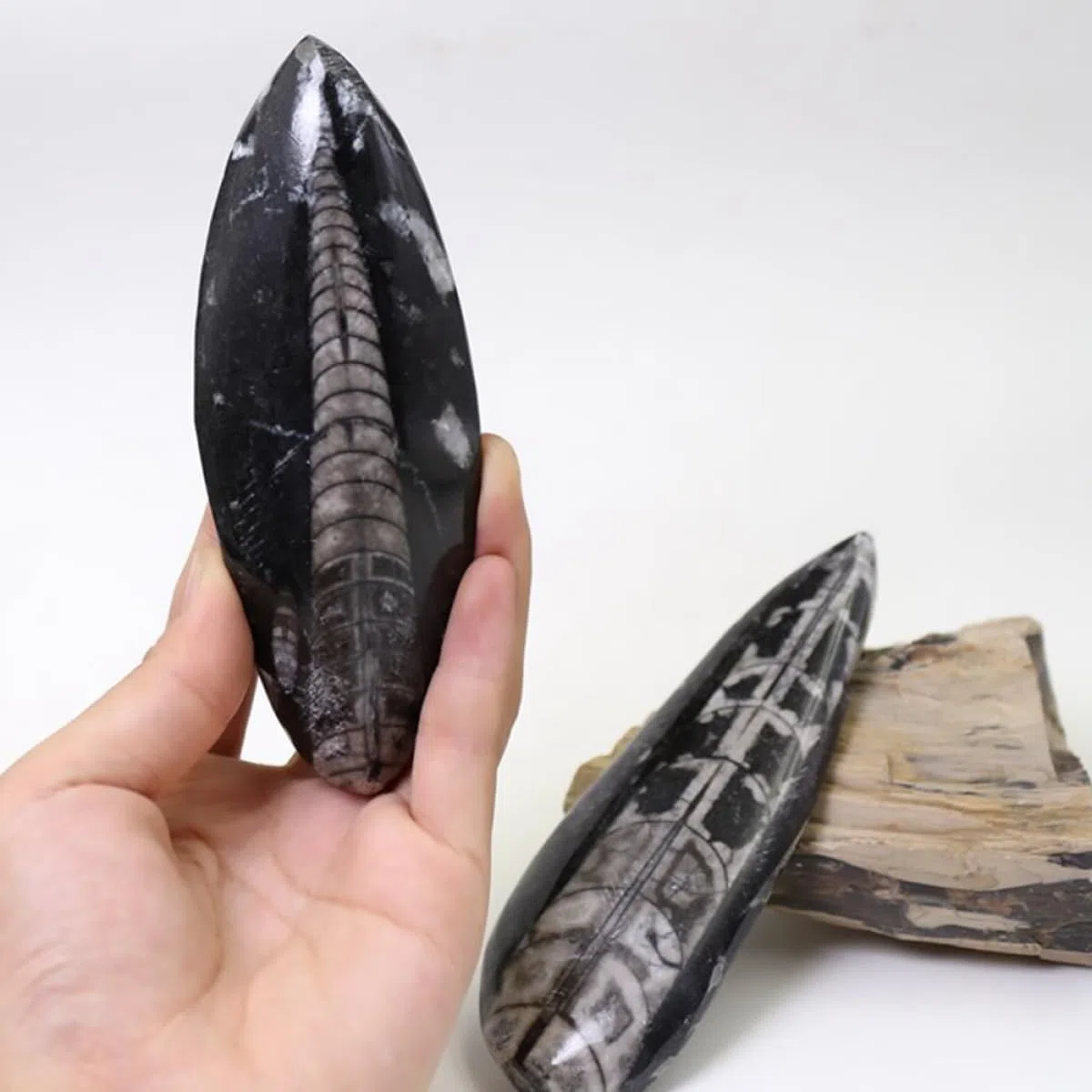 Healeved Especimen Fósil Orthoceras Grande Natural, Modelo Didáctico de Paleontología para Laboratorio Ciencia, Adorno de Mesa Educativo para Investigación y Exhibición Científica
