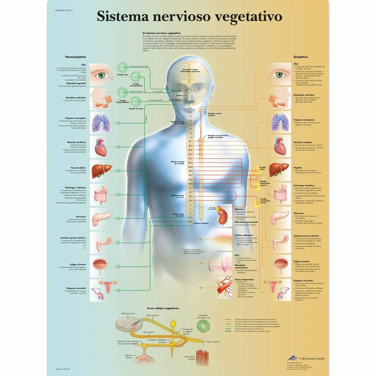 3B Scientific – Laminado Sistema Nervioso Autónomo Cartel – Póster de Anatomía Protegido contra UV y Polvo para Estudio, Enseñanza y Clínicas